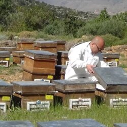 Silifke’de Polen Hasadı Başladı