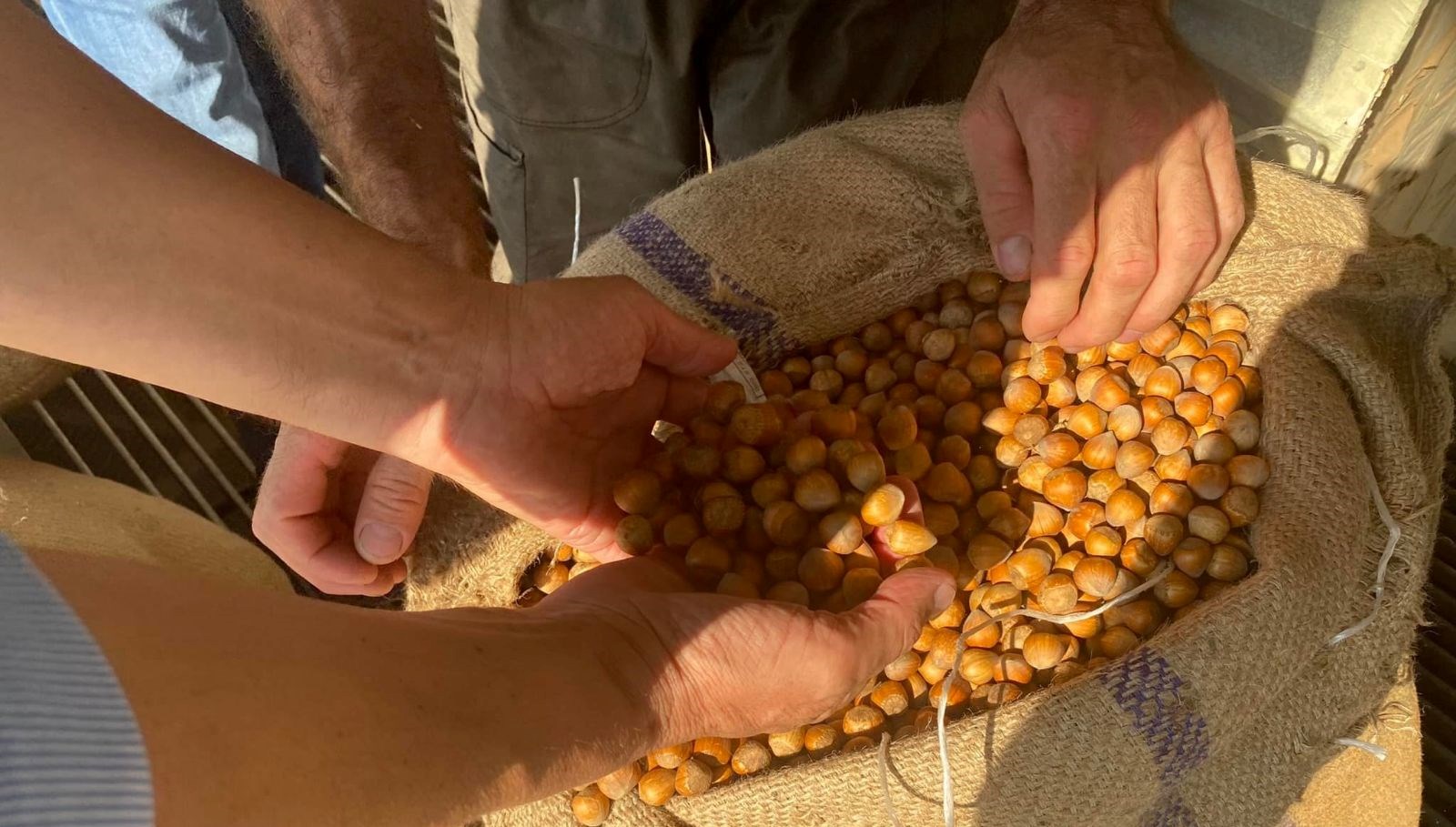 Giresun’da fındık fiyatını randıman belirliyor