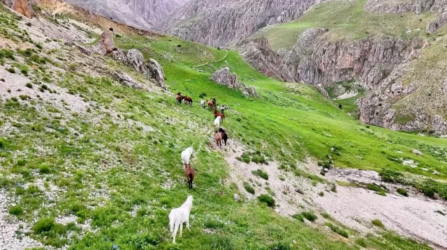 Munzur Dağları’ndaki yılkı atları dron ile görüntülendi