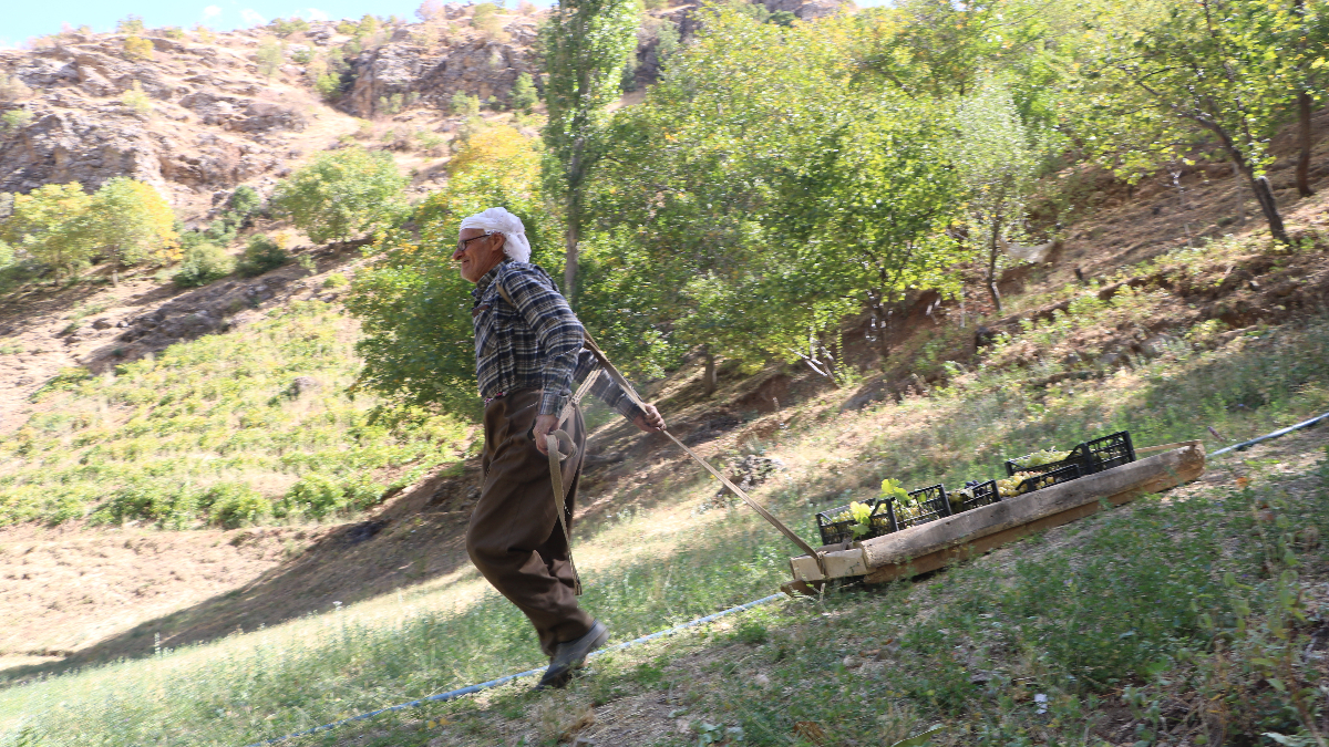 Hakkari’de 80 yaşında, tonlarca üzümü kızakla taşıyor