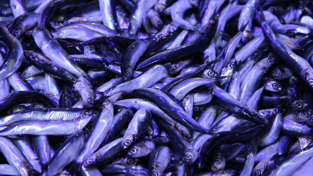 Çorum’da hamsinin kilosu 40 liraya düştü: Kuyruk oluştu