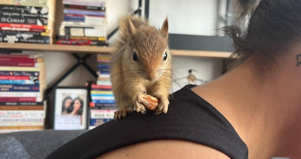 Epileptik nöbet geçiren sincap, tedavi için yurt dışına gönderilecek