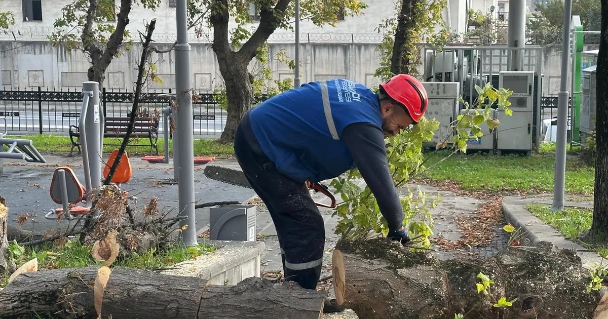 İstanbul Bakırköy’de teke böceğine karşı etkin mücadele