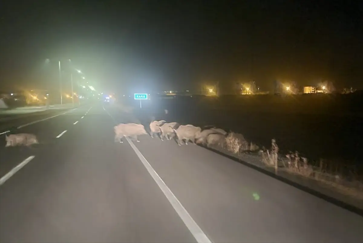 Kars’ta Domuz Sürüsü Yerleşim Yeriyle Buluştu