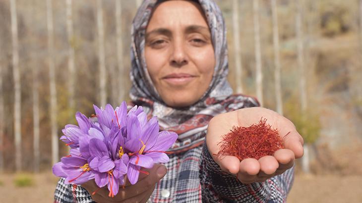 Vefat eden eşi için bulamadığı safranın üreticisi oldu: Çare arayanlar için bu işe başladım