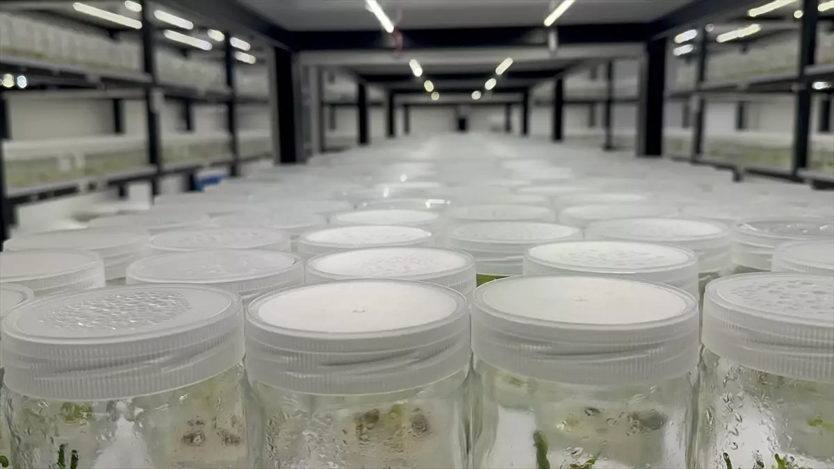 Ak Zambak Üretiminde Doku Kültürü İnovasyonu