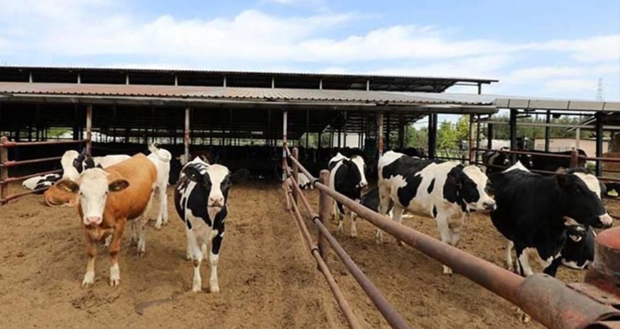 Çiftçi buzağısını satışa çıkardı