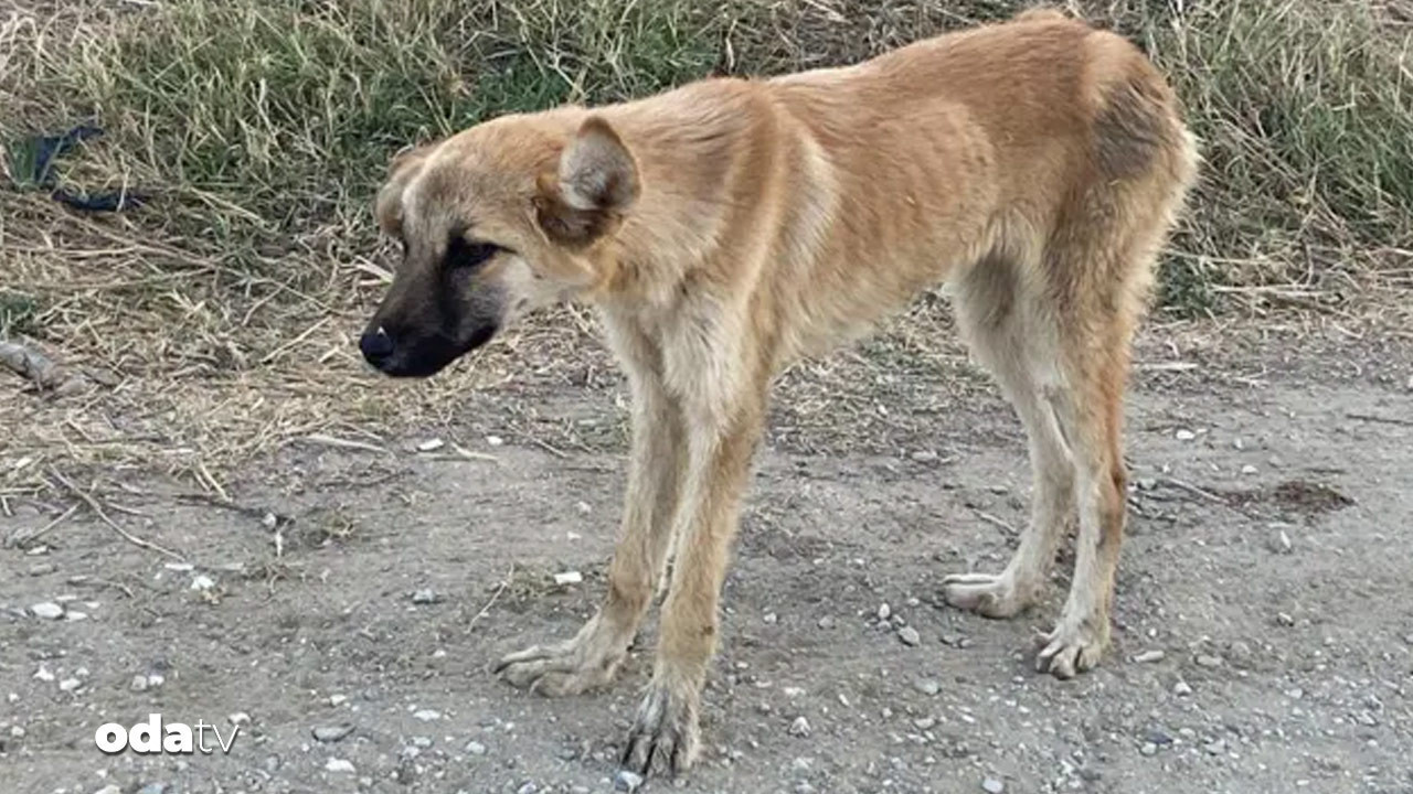 Köpeğini sokağa terk edene ibretlik ceza