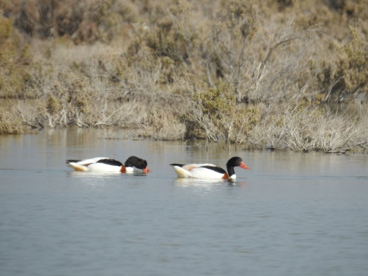 Mersin Göksu Deltası, göçmen kuşlarla doldu