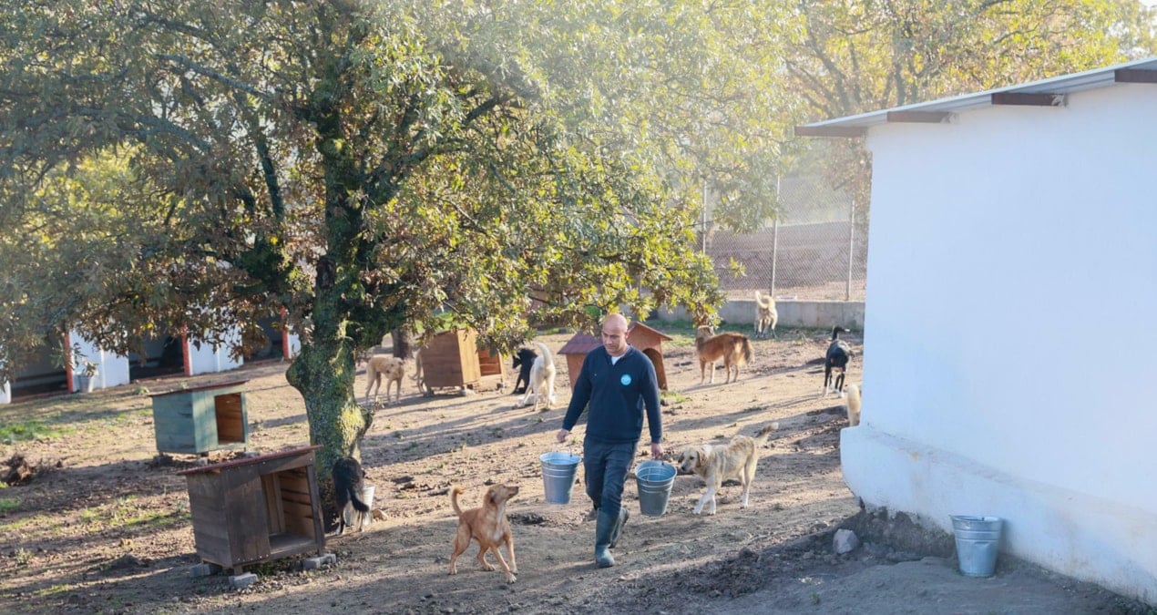 Sahiplendiği 2 köpeği sokağa terk etti, binlerce liralık cezayı yedi