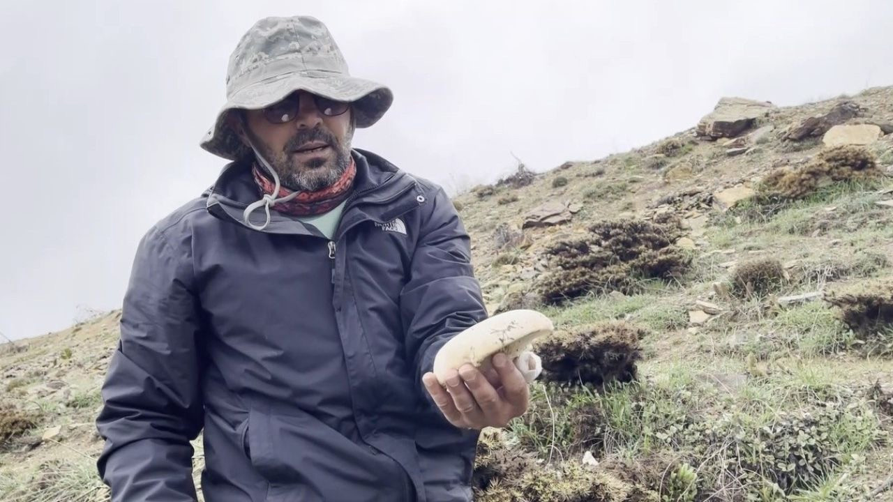 Erzincan Dağlarında Çaşır Mantarı Avı: Kilogram Fiyatı 2 Bin Lira