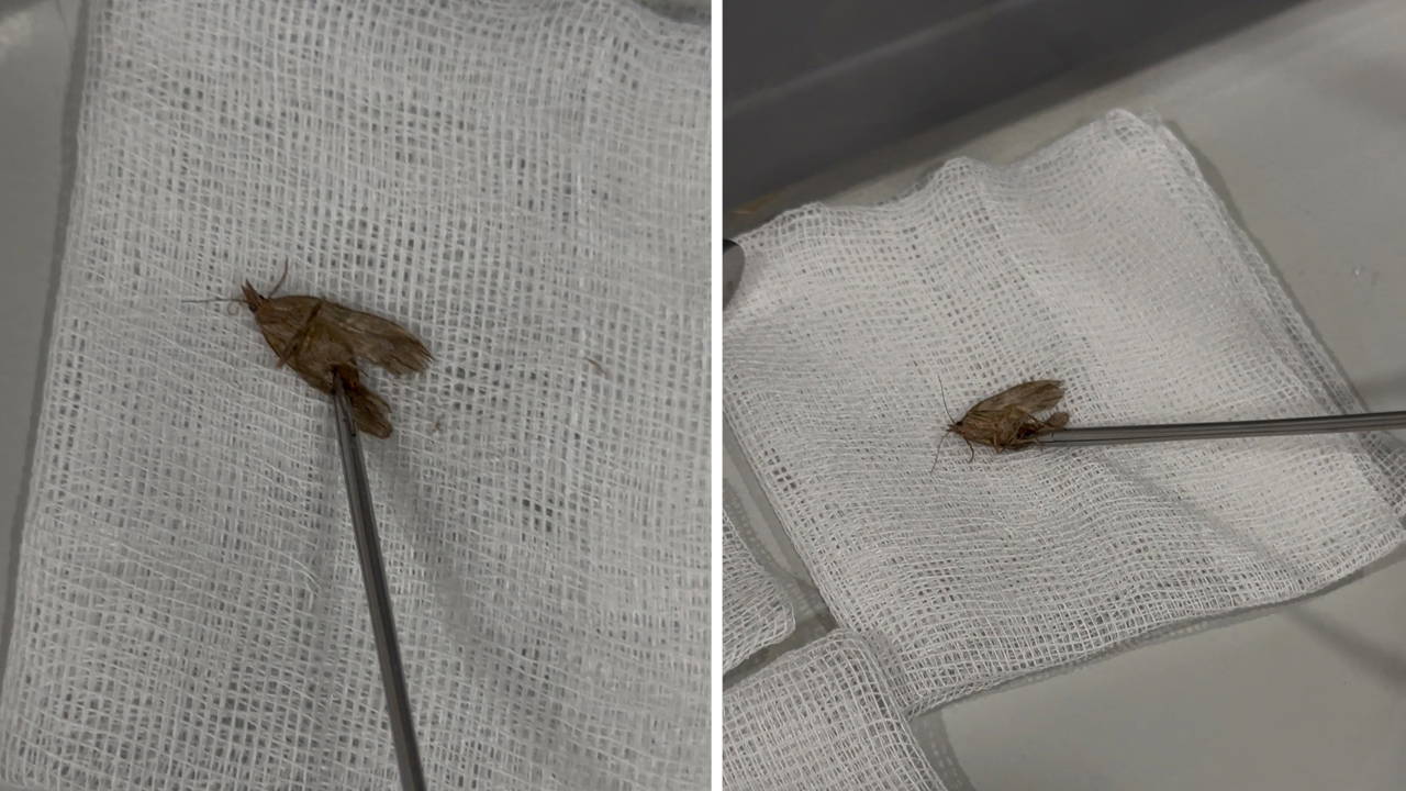 Kulagindan kelebek cikti hareketliydi alirken kibar aldim dogaya biraktik lRH3Y6fX